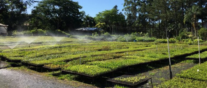 Canteiros de mudas de espécies nativas sob irrigação por aspersão no Viveiro Mudar